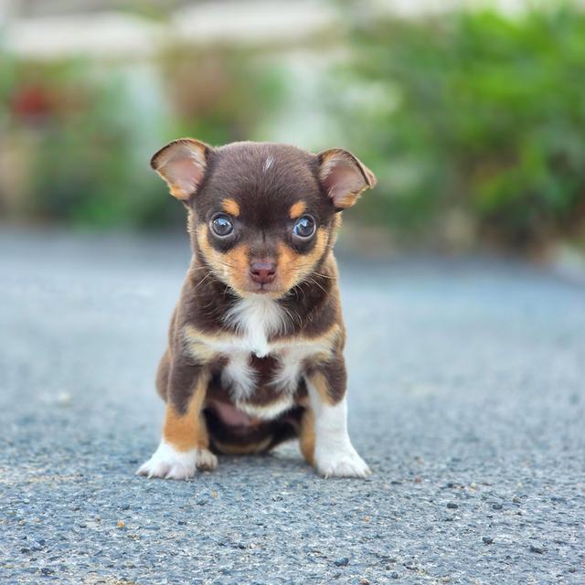 น้องโกโก้ Chihuahuaขนสั้นสีช็อคพร้อมย้ายบ้านจ้า