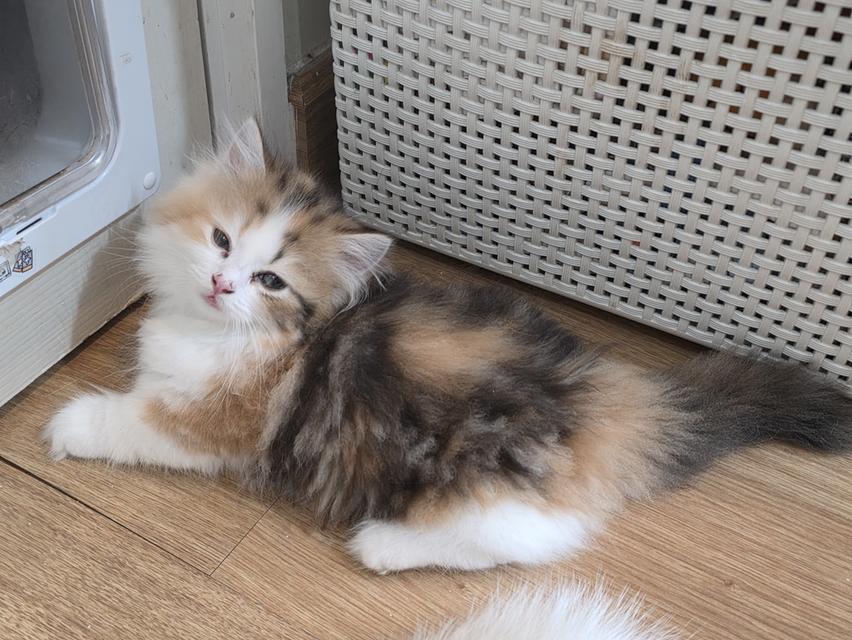 น้องแมวขาสั้น 3 สี ขนปุย 8