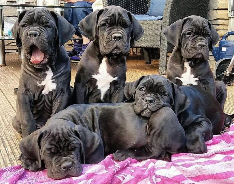 Cane Corso puppies for sale.