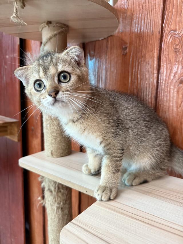 แมวบริติช