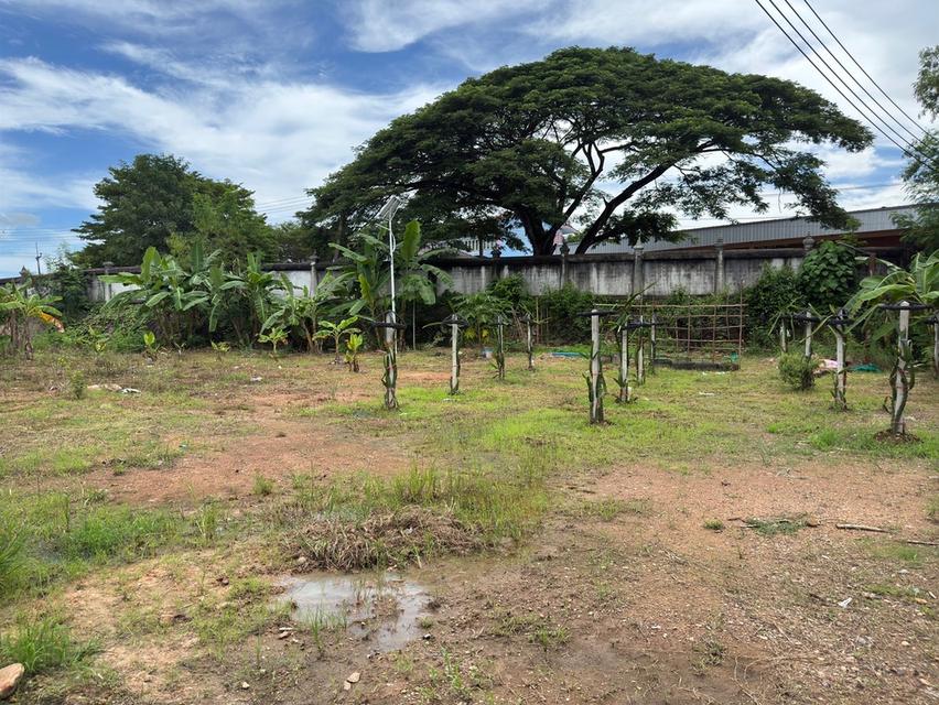 ขายด่วน ที่ดินชุมพร ในตัวเมือง 308.1 ตรว ขายเกือบเท่าราคาประเมิน 3