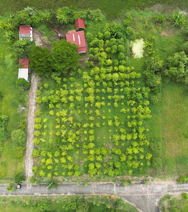 ขายที่ดินเปล่า หนองจอก 2 ไร่ 84 ตร.ว. ติดคลองธรรมชาติ ผังสีเขียว เงียบ ร่มรื่น 6
