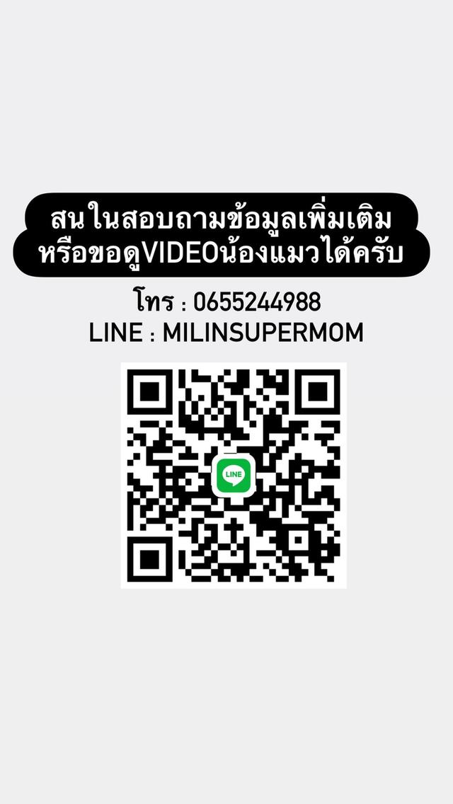 ลูกแมวสก็อตติช เพศหญิง 13