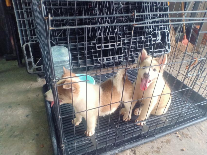 ลูกบางแก้วแท้ 4
