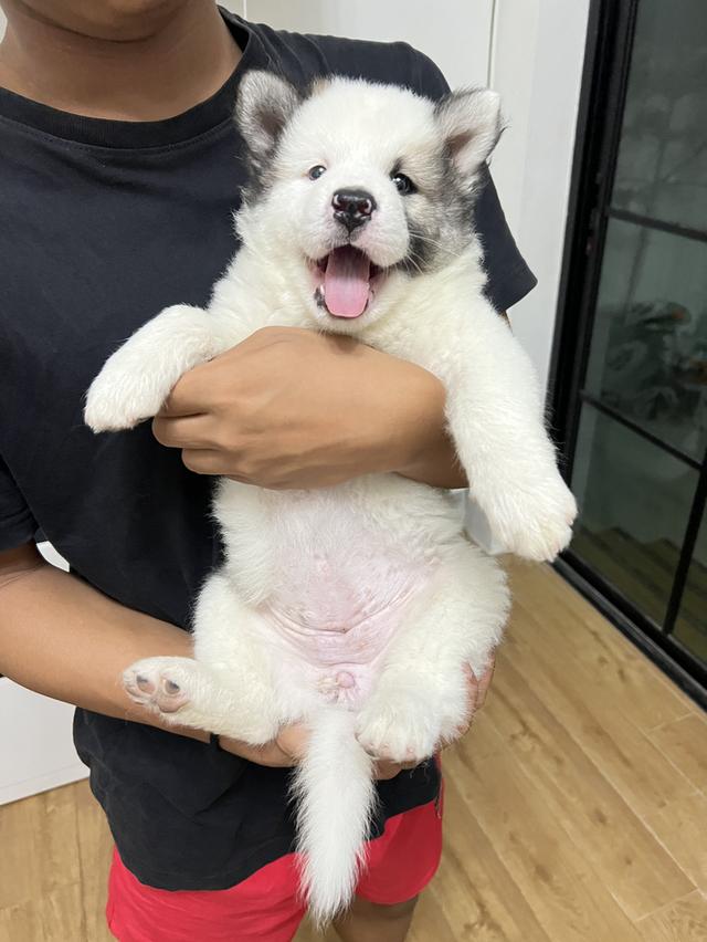 สุนัขบางแก้วแท้ สีขาว-เทา เพศหญิง