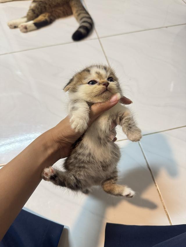 แมวขาสั้น 5