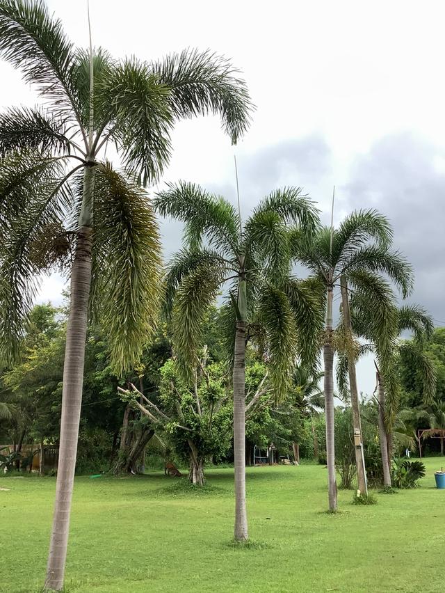 ขายบ้านโดยเจ้าของขายเอง บนที่ดิน 6 ไร่ที่เงียบสงบ วิวสวย พร้อมบ้าน 2 หลัง อยู่ใกล้อ่างเก็บน้ำลำแลาค่าว มีศาลาพักผ่อนและน้ำตก พร้อมสวนผลไม้หลากหลายชนิด 4