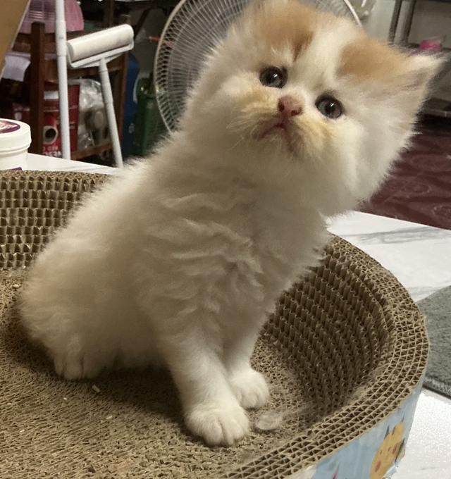 ลูกแมวเปอร์เซีย หน้าบี้หน้าหล่น หน้าตุ๊กตา เปิดกล้องดูเด็กๆได้ค่ะ รูปที่ 17