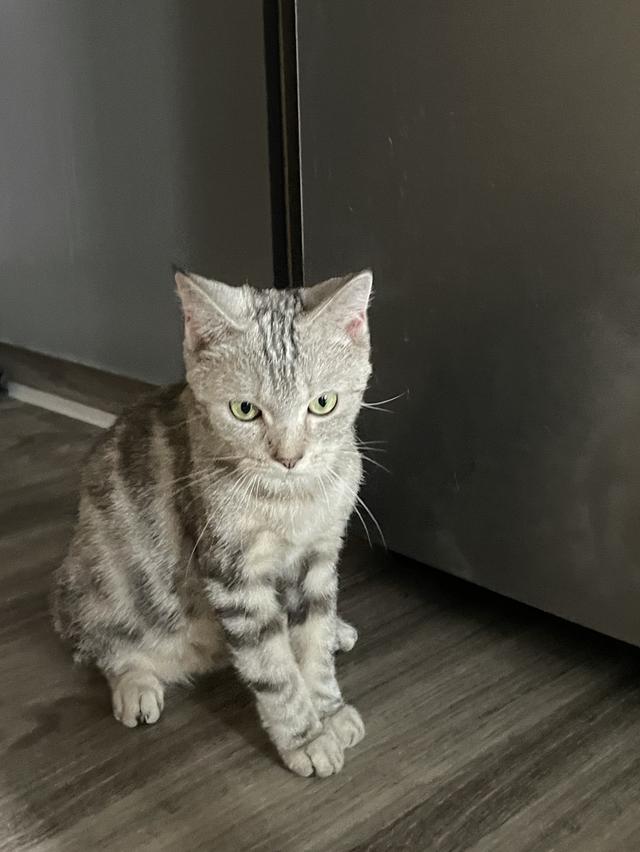 แมว American shorthair ผสม Scottish รูปที่ 2
