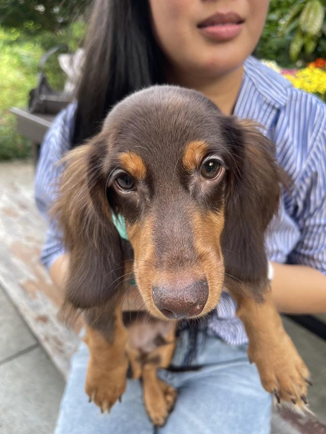 สุนัขพันธุ์ Dachshund