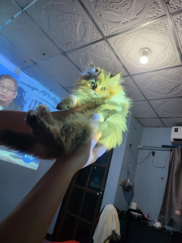 Pyie pyie