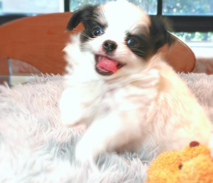 ลูกชิวาวาพันธุ์แท้ ขนยาว พ่อแม่จากสายพันธุ์เพ็ดดีกรี