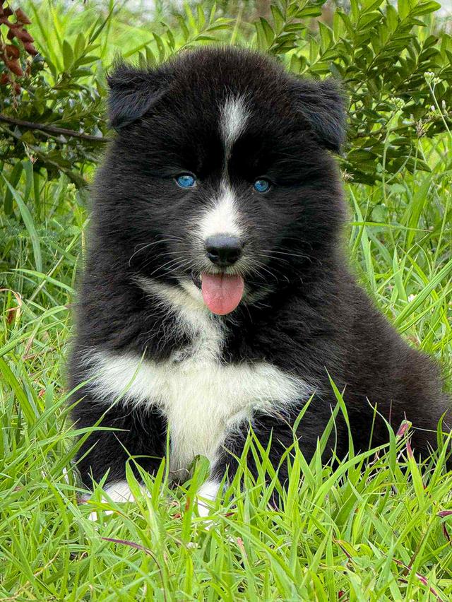Premium Siberian Husky Puppies - Nationwide Branches (BKK, Pak Chong, Udon, Chumphon) รูปที่ 11