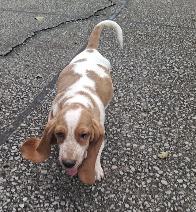 บาสเซ็ตฮาว์ดใบเพ็ดสมาคมพัฒนาพันธุ์สุนัข 8