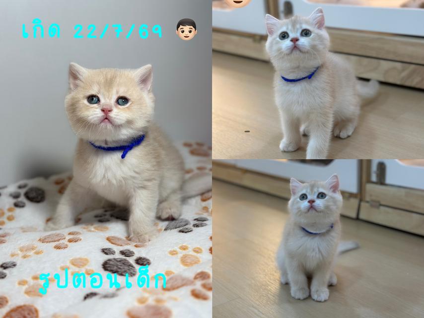 แมวบริติช ช็อตแฮร์ สี Cy
