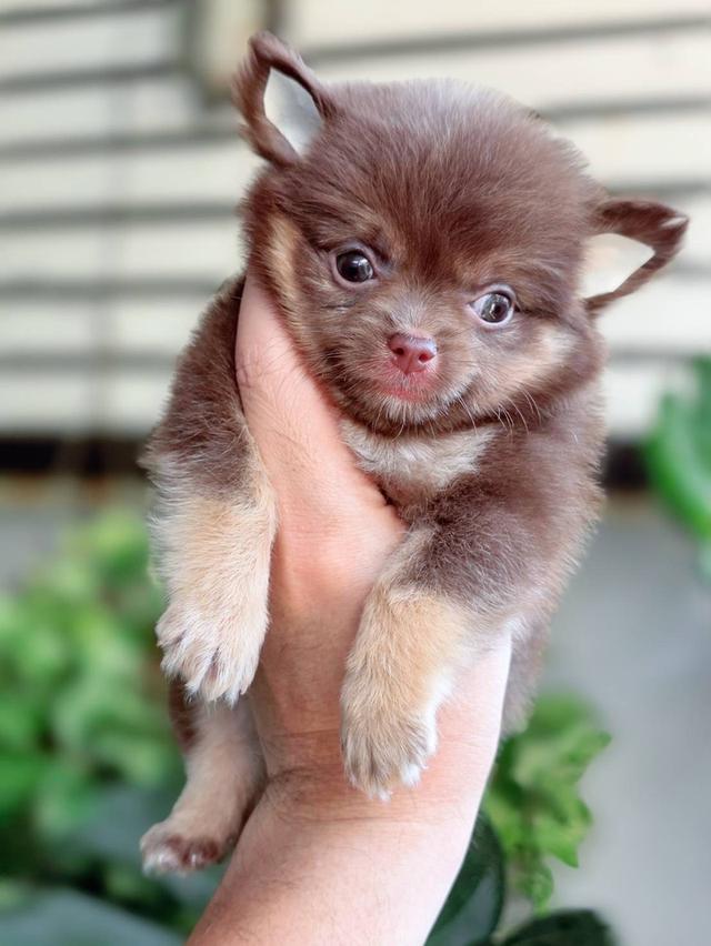 ชิวาวาแท้ขนยาว สีช็อค เพศผู้ 8