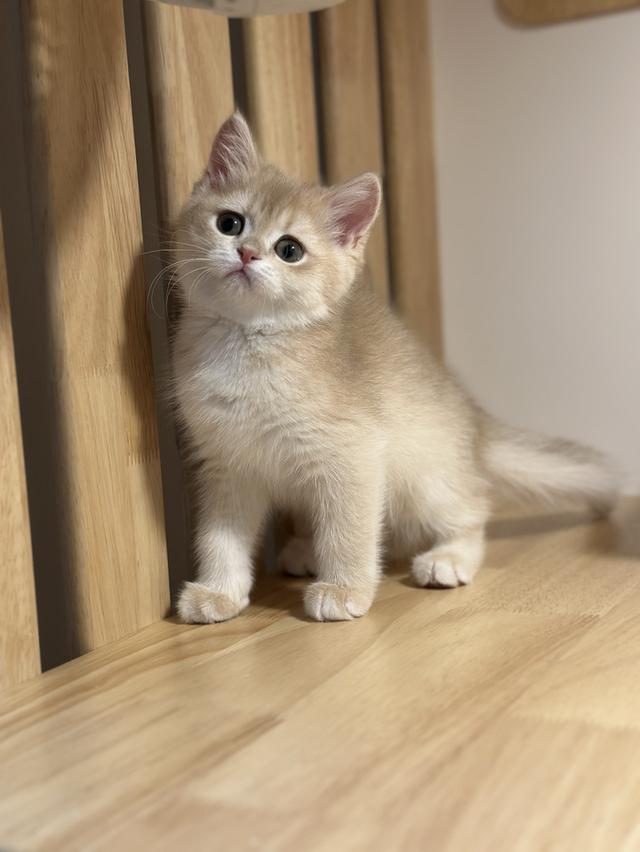 แมวมันซ์กิ้น- บริติช ขาปกติ