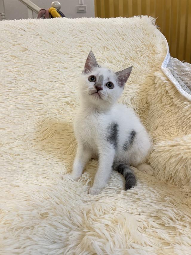 แมวสก๊อตติชโฟแท้   เด็กเด็กน่ารักมาก 19