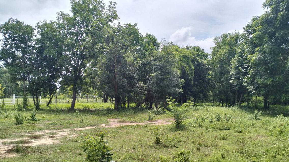 ที่ดินราคาถูกที่สุดในน้ำแพร่ เริ่มต้นเพียง 3,750 บาท/ตรว. เท่านั้น! 4