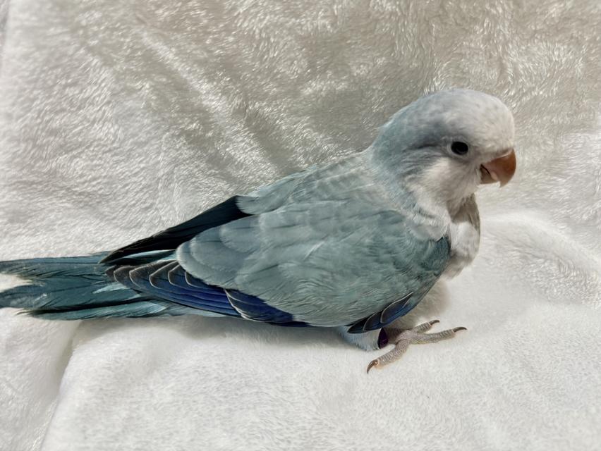 สัตว์เลี้ยงนกMonkparakeet