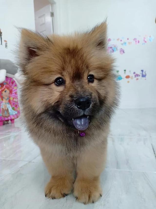 ลูก Chow Chow สีน้ำตาลช็อกโกแลต 4