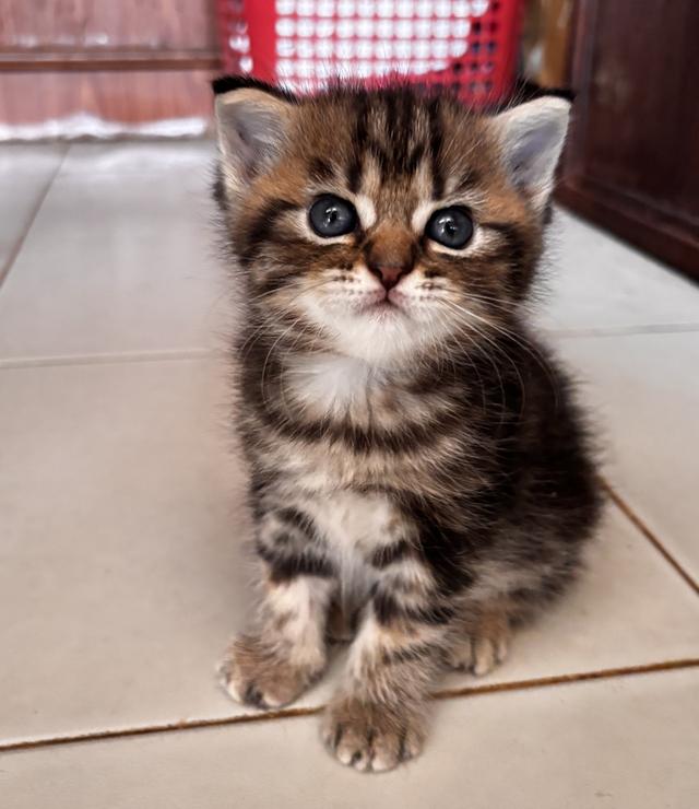 เปิดจองแมวสก็อตติชแท้ 3