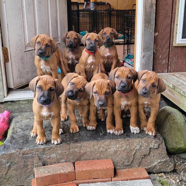rhodesian ridgeback Puppies for sale รูปที่ 2
