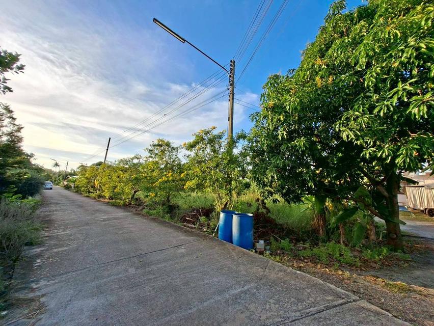 ขายที่ดินเปล่า ซอยพระสาครบุรานุรักษ์ (งิ้วรายซอย2) 2