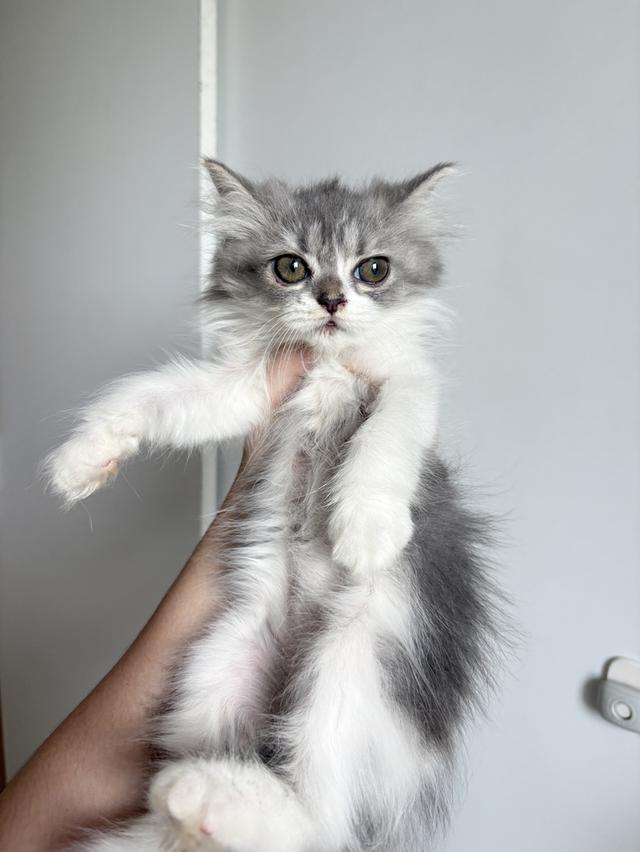 เปอร์เซีย ลูกโทน เทาขาว ดญ