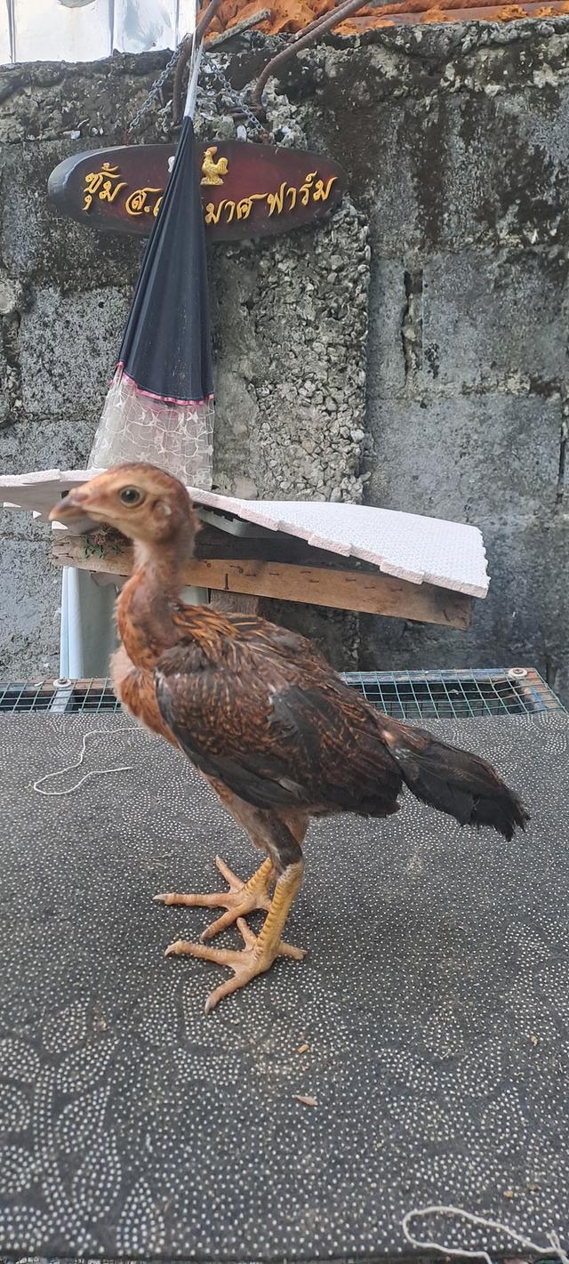 จำหน่ายลูกไก่ พม่าญี่ปุ่น พม่าญี่ปุ่นบราซิล รูปที่ 2