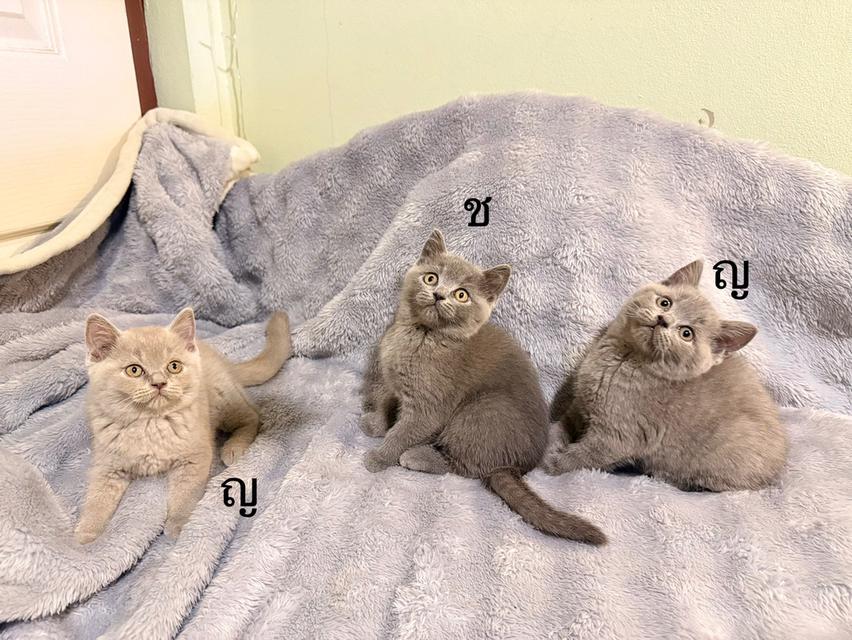 น้องบลู บริติช ชอทแฮร์
