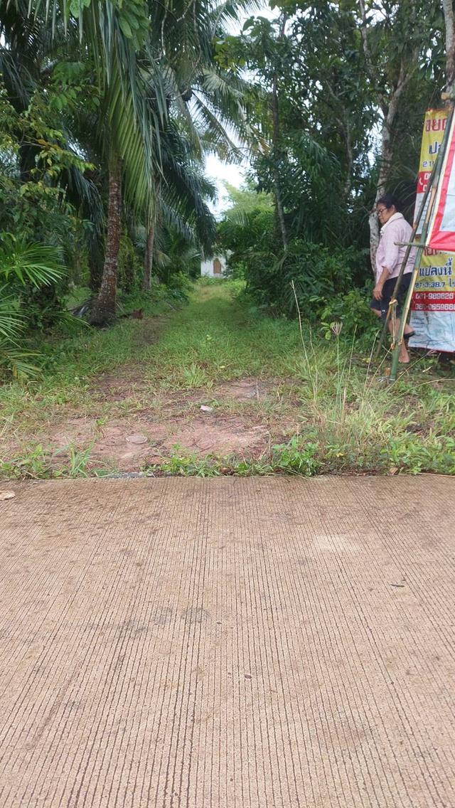 ที่ดิน สวนปาล์มน้ำมัน ต.บางน้ำจืด อ.หลังสวน จ.ชุมพร โฉนด พร้อมโอน 7