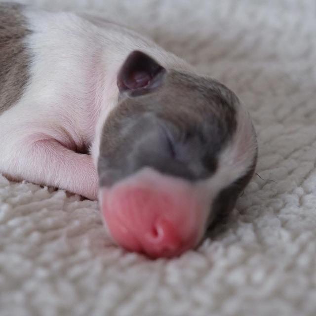 เปิดจองลูกสุนัข Italian Greyhound 3