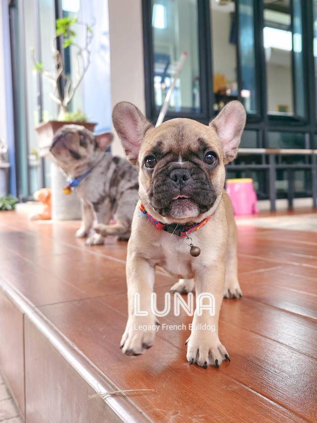 LUNA ลูกสุนัขเฟรนช์บูลด็อก เพศเมีย สีฟอว์น 12