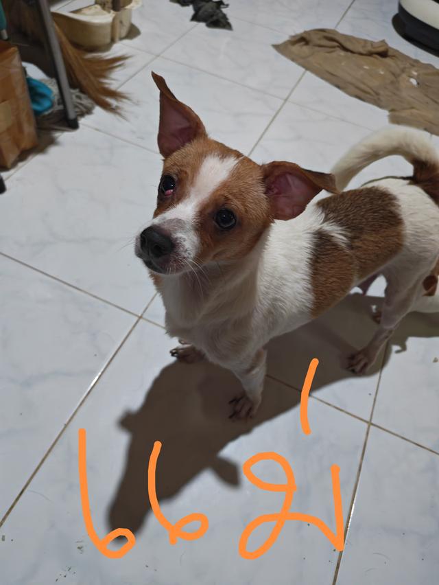 ขายลูกชิวาวา ผู้หญิง พร้อมย้ายบ้าน 7