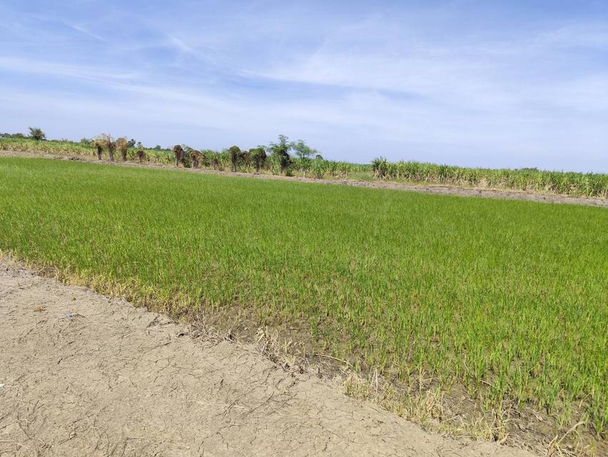 แปลง 1-9 ไร่แปลงสวย อากาศดี มีบ่อน้ำใส แบ่งได้ ที่ใกล้หอพัก นกฮูกเก้า ม. เกษตร กำแพงแสน 3