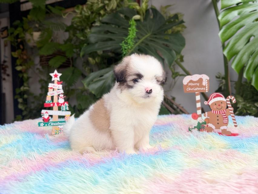 ชิสุผสมปอม เพศชาย พิกัดรามอินทรา 6