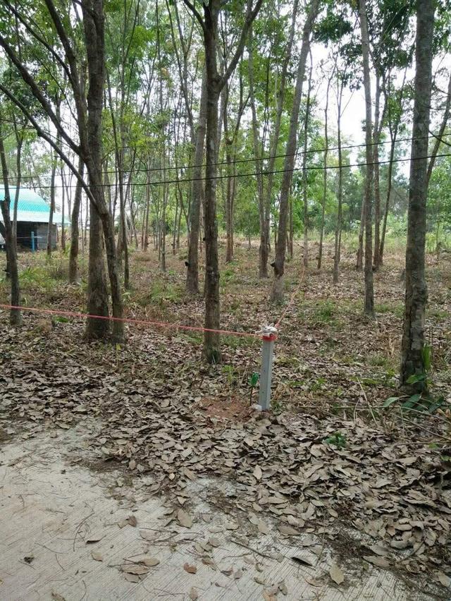 ขายที่ดิน 1 งาน ต.ซากพง อ.แกลง จ.ระยอง ราคาเพียง 500,000 บาท 3