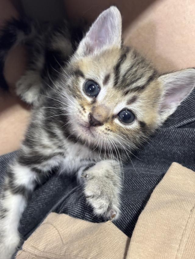 ลูกแมว American Shorthair 3