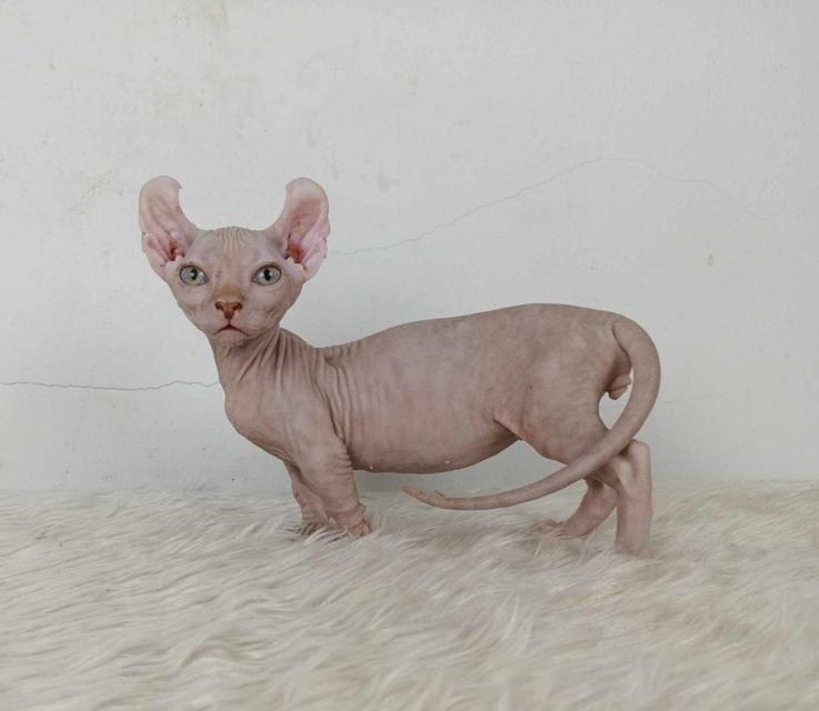 33.แมวดเวล/เพศผู้ หาบ้าน Dwelf Cat/Male looking for a new home 5