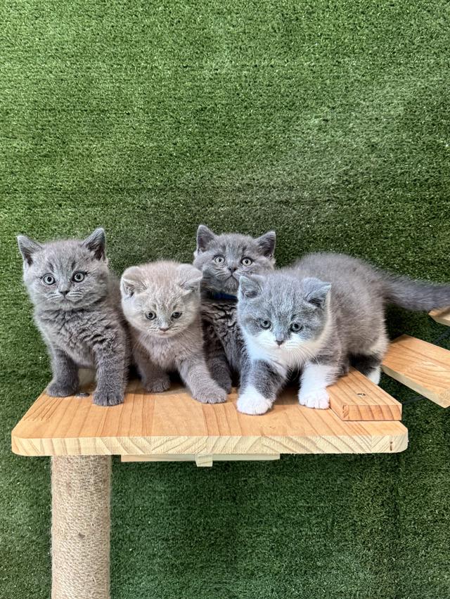 ลูกแมว British Shorthair ใบเพ็ด BCT รูปที่ 2