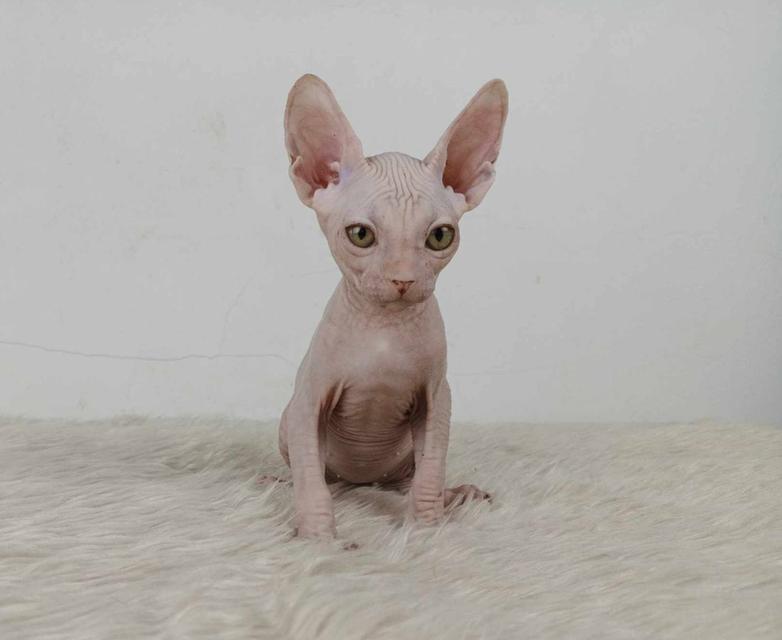 35.แมวสฟิงซ์/เพศผู้ หาบ้าน Sphynx Cat/Male looking for a new home