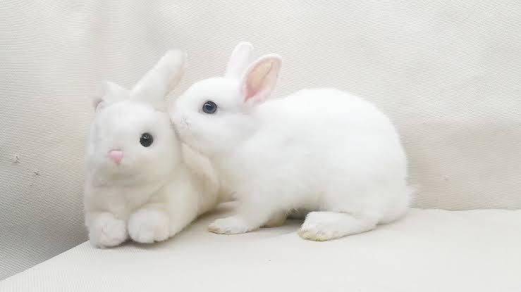 กระต่ายดวอฟโฮโท สีขาว 2