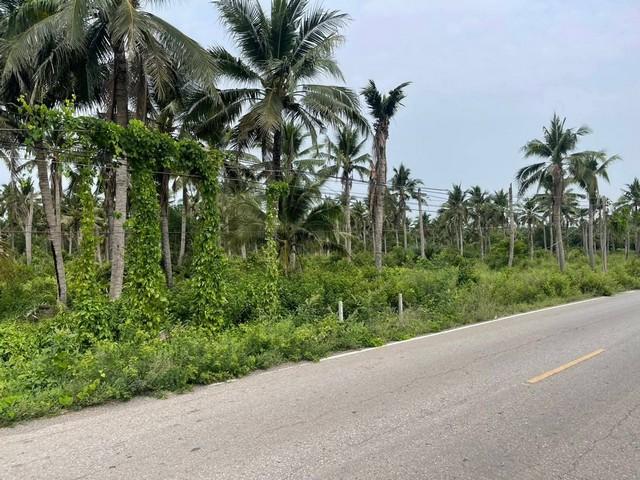 ขายที่ดินหนองเสือปทุมธานี ขายที่ดินคลอง9ปทุมธานี .บึงบอน อ.หนองเสือ จ.ปทุมธานี เนื้อที่ 147-0-20 ไร่