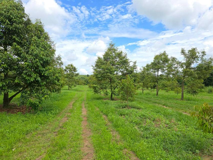 ขาย สวนเกษตร ฟาร์ม 914.75 ไร่ 7