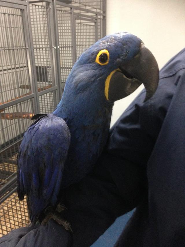 Hyacinth Parrots for sale