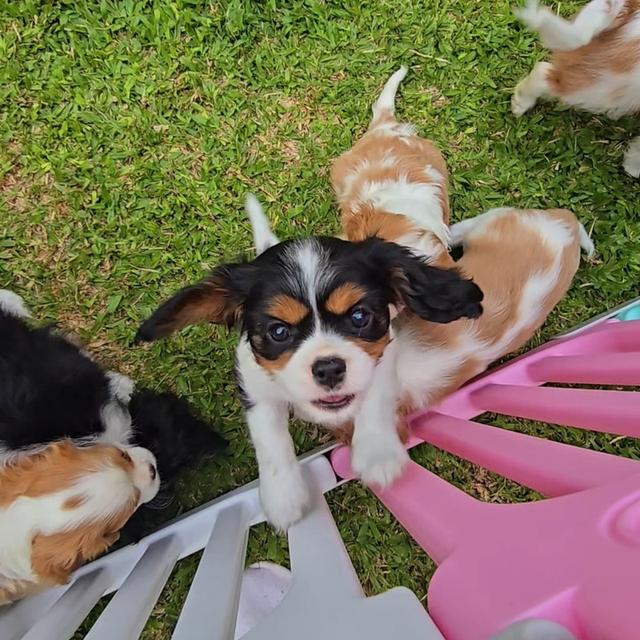 Cavalier King Charles Spaniel puppies