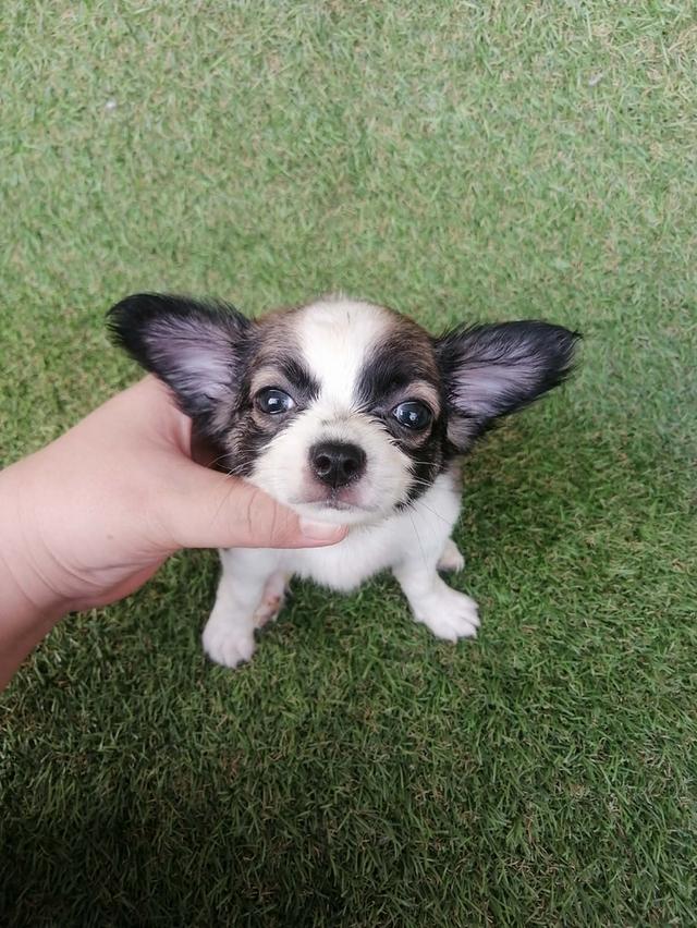 **ขายเเล้ว** ชิวาว่าเเท้ขนยาว ช. พร้อมย้าย อัพเดท 16/3/2026