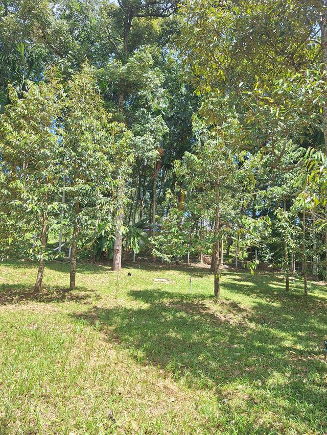 สวนทุเรียนแปลงเล็กระยอง 4