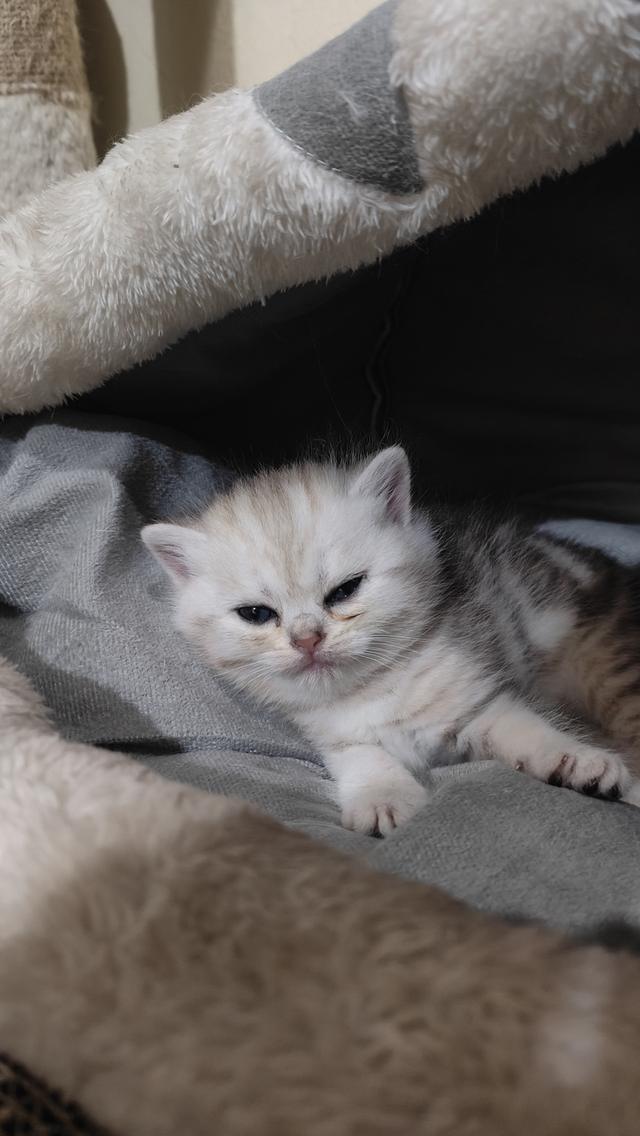 Scottish Fold (girl)